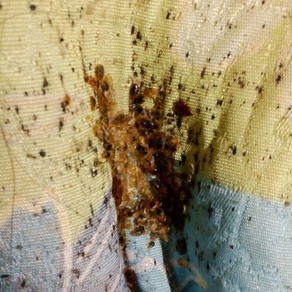 Уничтожение насекомых в Хабаровске (гостинка)