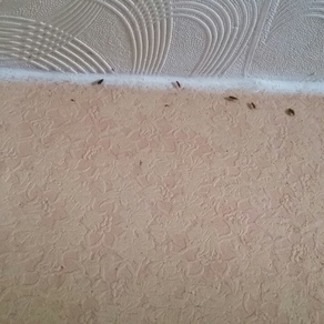 Уничтожение тараканов в квартире цена Хабаровск