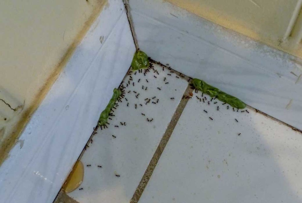 Обработка от муравьев в Хабаровске