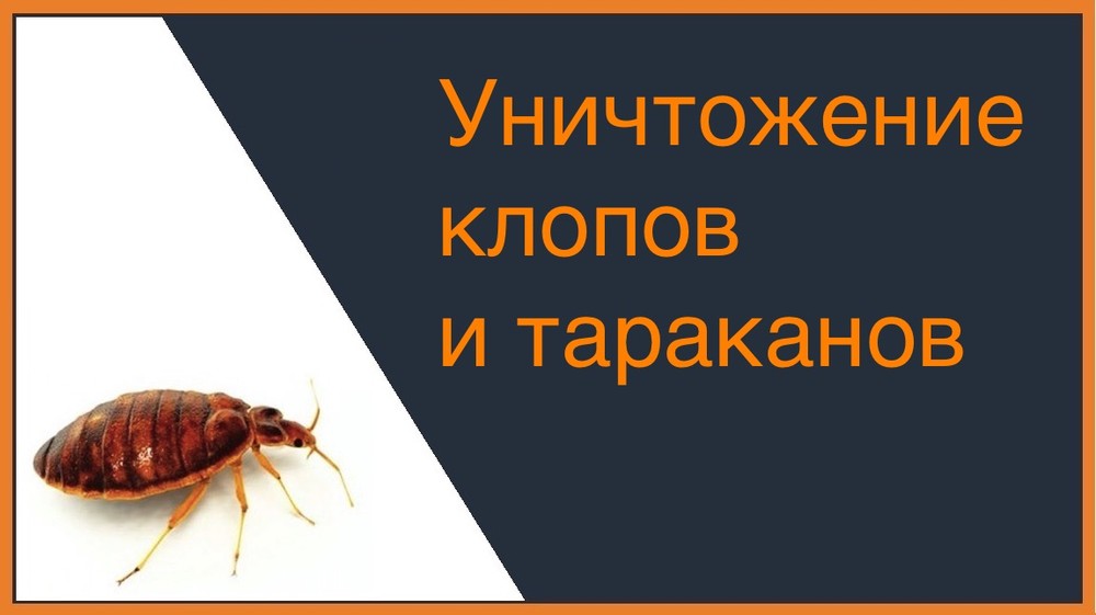 Уничтожение клопов и тараканов в Хабаровске