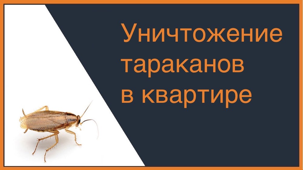 Уничтожение тараканов в квартире в Хабаровске
