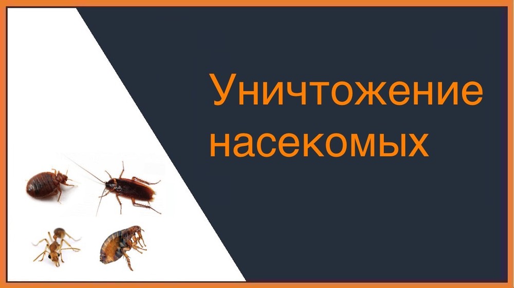 Уничтожение насекомых в Хабаровске