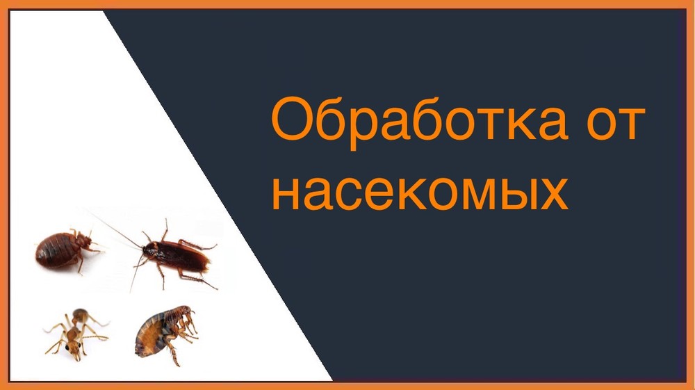 Обработка от насекомых в Хабаровске