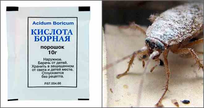 Борная кислота от тараканов – отзывы в Хабаровске