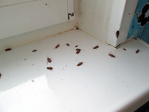 Дезинфекция от тараканов в Хабаровске – цены