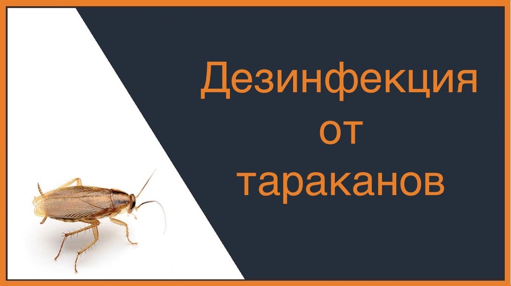Дезинфекция от тараканов в Хабаровске
