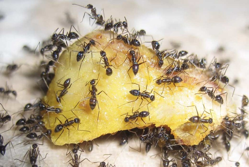 Уничтожение муравьев в квартире в Хабаровске